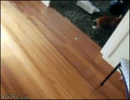 funniest-cat-gifs-cat-domino-effect