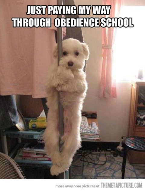 funny-dog-dancing-pole