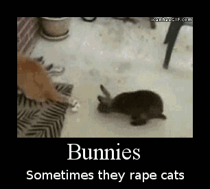 funny-gif-bunny-chasing-cat