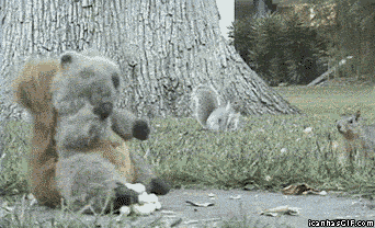 funny-gif-squirrel-stuffed-animal