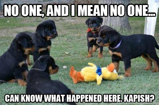 funny-dogs-duck-murder